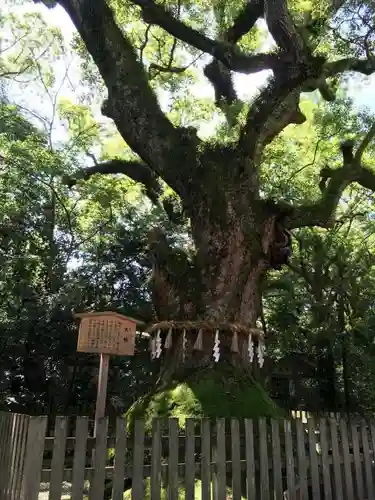 熱田神宮の自然