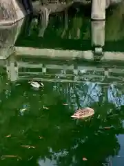 嚴島神社 (京都御苑)の動物