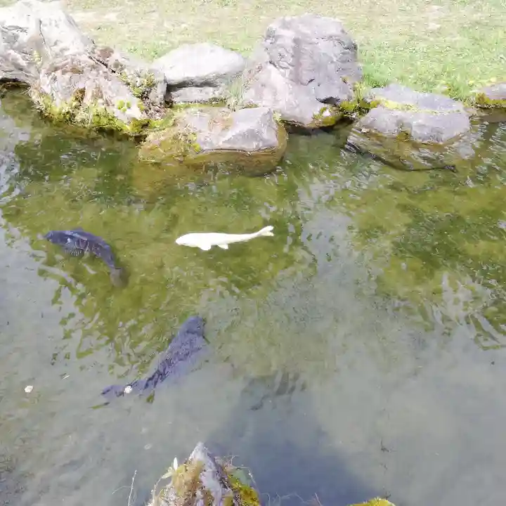 北海道護國神社の動物