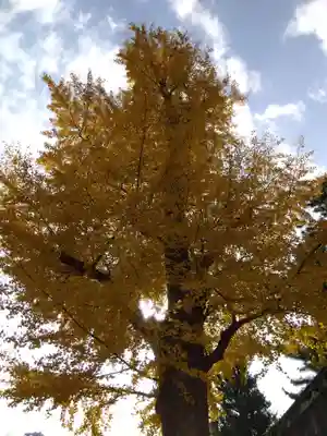 福井神社(福井県)