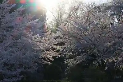 法蔵寺の景色