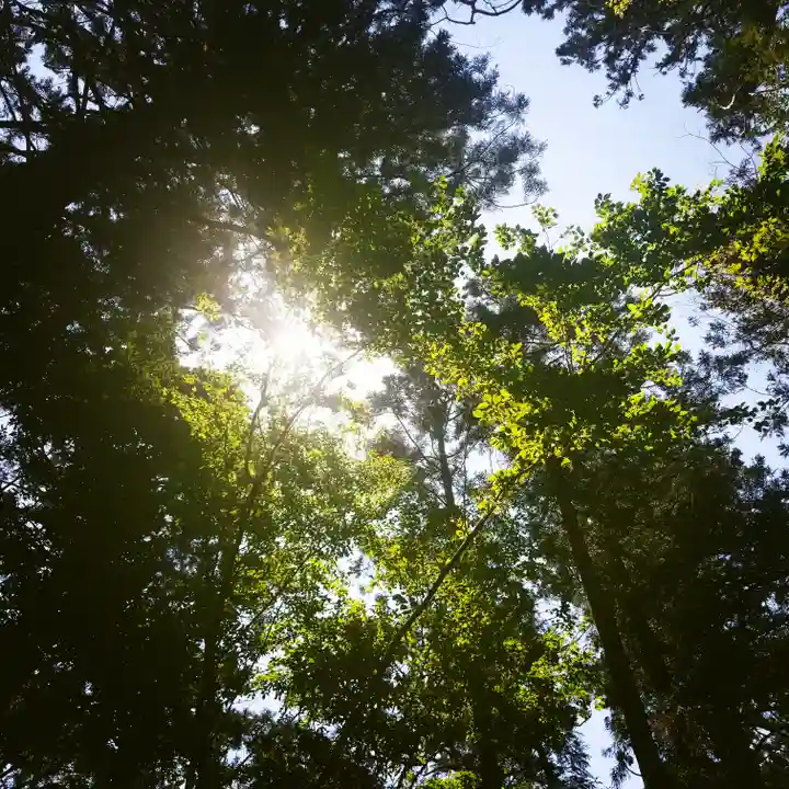 鹿島神宮の自然