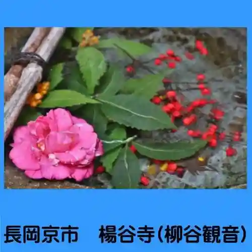 柳谷観音　楊谷寺(京都府)