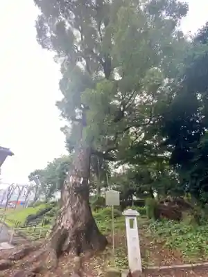 許波多神社（小幡東中鎮座）の自然