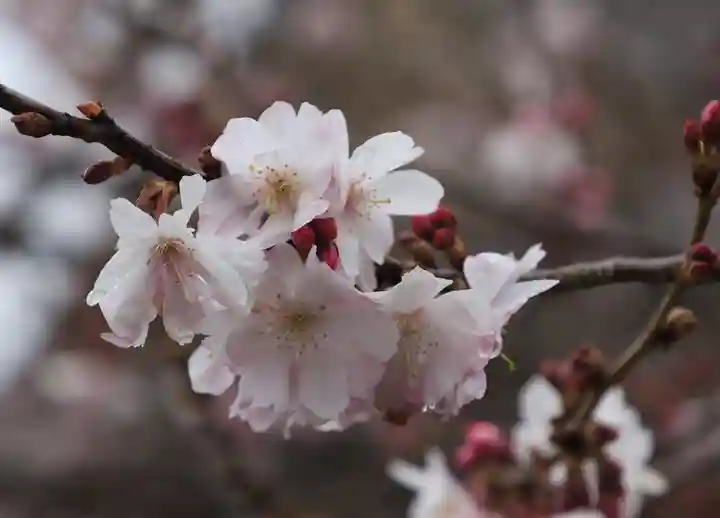 妙蓮寺(京都府)