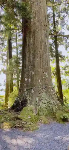 高根白山神社の自然