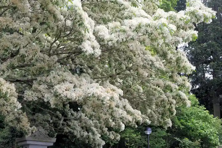 沙沙貴神社(滋賀県)