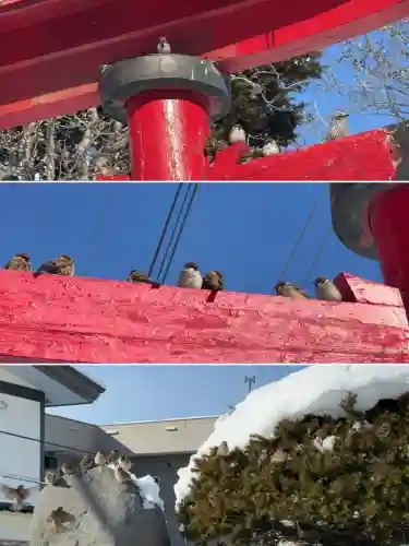 七重浜稲荷神社の{uncategorized: "未分類", other: "その他", undefined: "問題あり", building: "その他建物", grave: "お墓", sacred_gate: "鳥居", guardian: "狛犬", statue: "像", buddha: "仏像", history: "歴史", nature: "自然", garden: "庭園", animal: "動物", pagoda: "塔", temizu: "手水舎", mountain_gate: "山門・神門", sanctuary: "本殿・本堂", subordinate: "末社・摂社", art: "芸術", scenery: "景色", jizo: "地蔵", ema: "絵馬", goshuin: "御朱印", omikuji: "おみくじ", items: "授与品その他", amulet: "お守り", goshuincho: "御朱印帳", eats: "食事", festival: "お祭り", votive_dance: "神楽", shichigosan: "七五三参", wedding: "結婚式", experience: "体験その他", initially: "初詣", around: "周辺", anti_infection: "感染症対策"}
