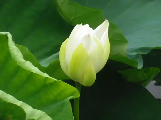 鶴岡八幡宮の自然