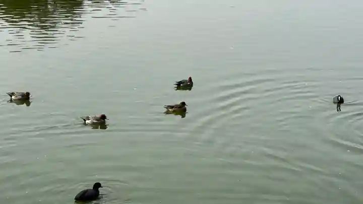 橿原神宮(奈良県)