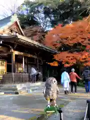 本土寺の動物