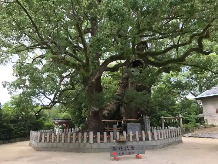 宇美八幡宮の自然