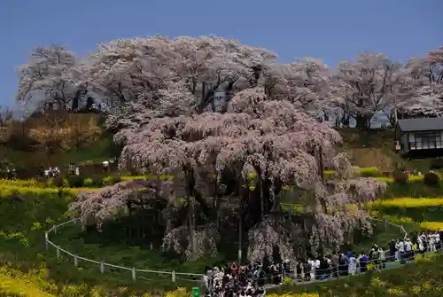 瀧桜神明宮の自然