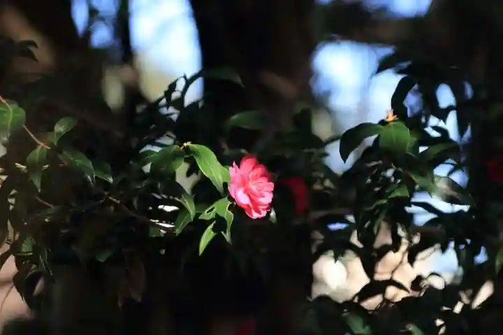 神炊館神社 ⁂奥州須賀川総鎮守⁂の自然