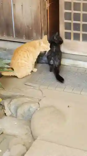 奥澤神社の動物