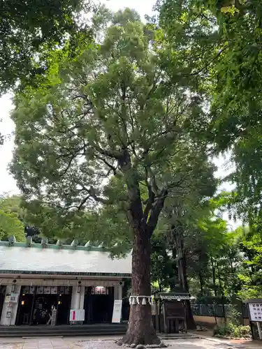 駒込天祖神社の自然