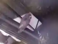 霊明神社の動物