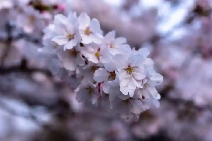 平野神社(京都府)