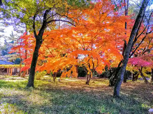 住吉社（萩原町）の自然