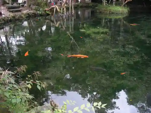 涌釜神社の動物