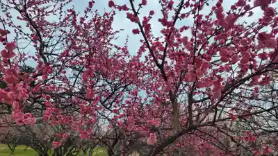 綱敷天満神社(愛媛県)