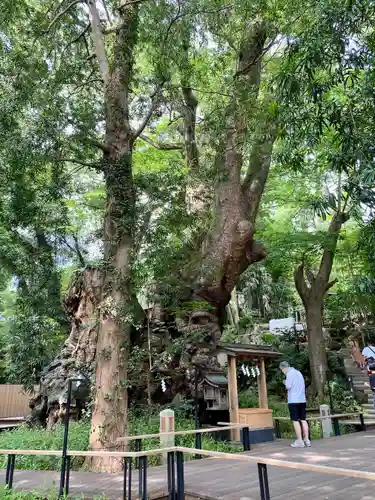 來宮神社の自然