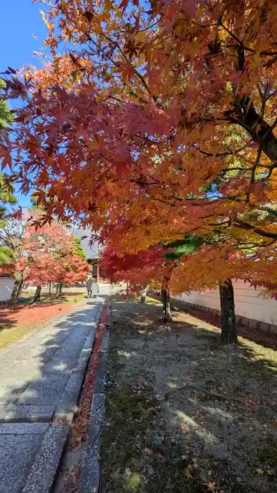 妙顯寺(妙顕寺)(京都府)