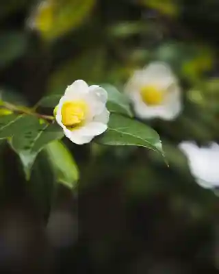 春日部八幡神社(埼玉県)