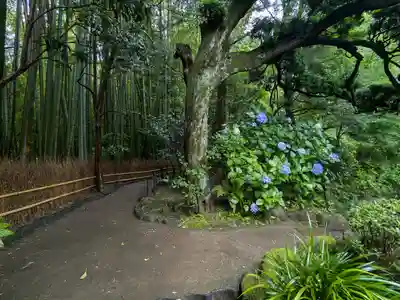 報国寺(神奈川県)