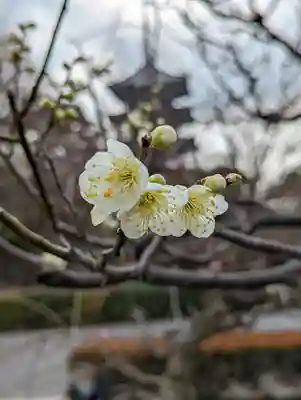 東寺（教王護国寺）(京都府)