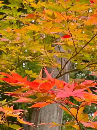 くろ谷 金戒光明寺の自然