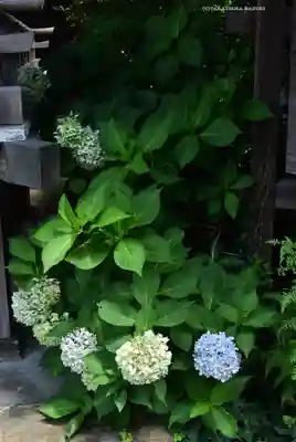 日吉神社(神奈川県)