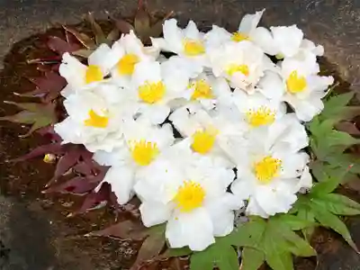 真言宗　善通寺派　薬王寺(香川県)