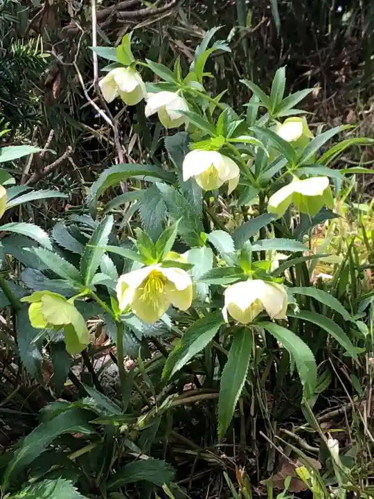 日枝神社水天宮の自然