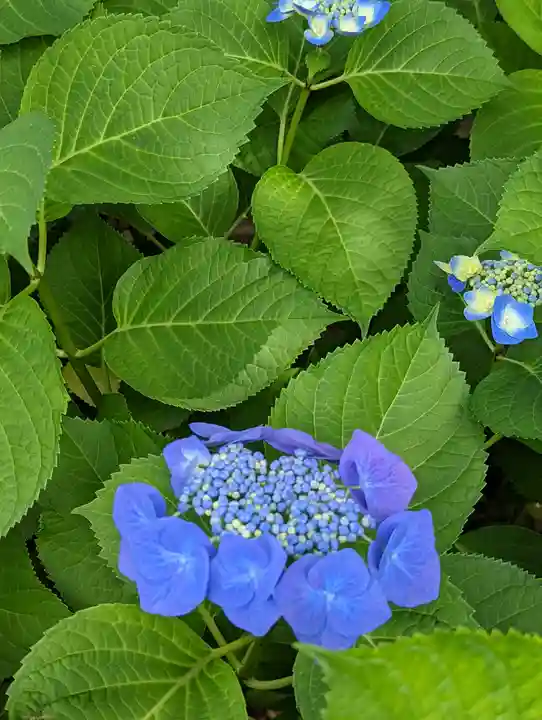 六孫王神社(京都府)