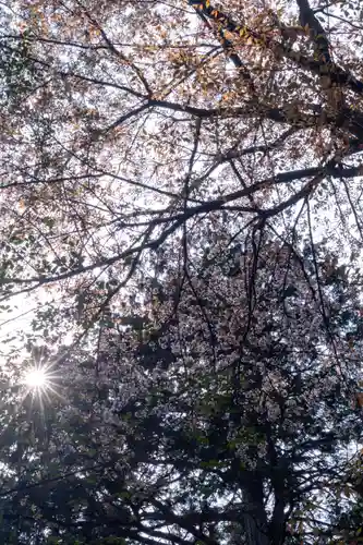 大田神社（賀茂別雷神社境外摂社）(京都府)