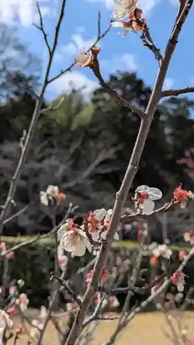 隨心院（随心院）(京都府)