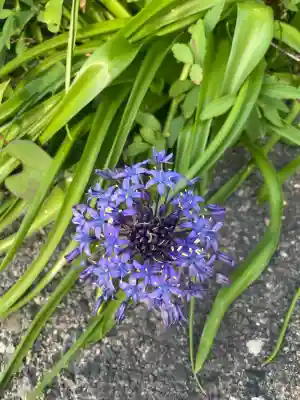 菅島神社(三重県)
