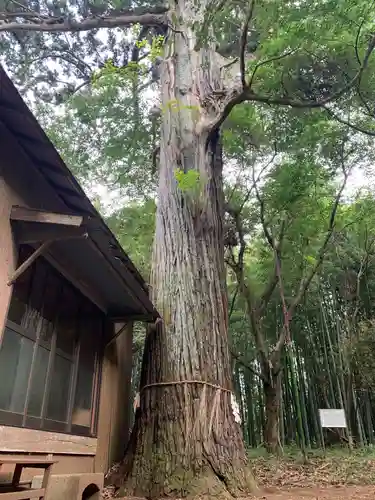 相馬高神社の自然