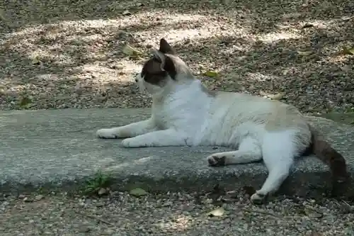 浄瑠璃寺の動物