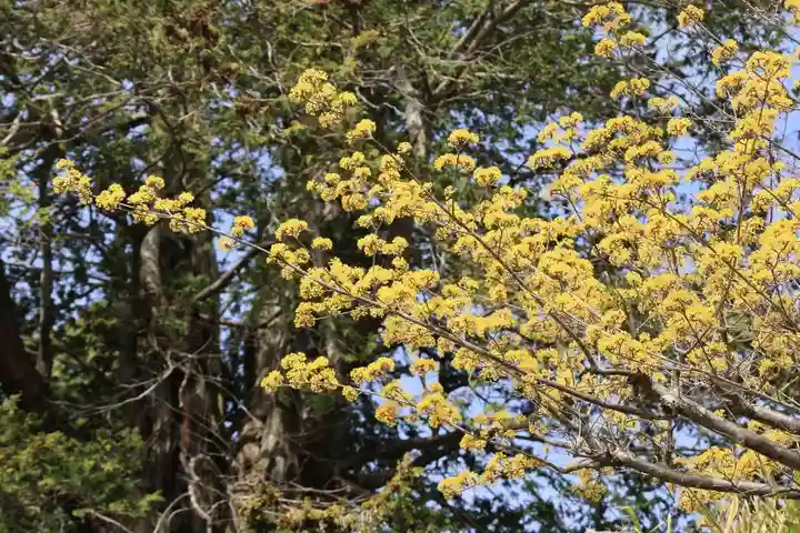 豊景神社の自然