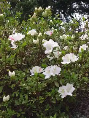 河内阿蘇神社(熊本県)