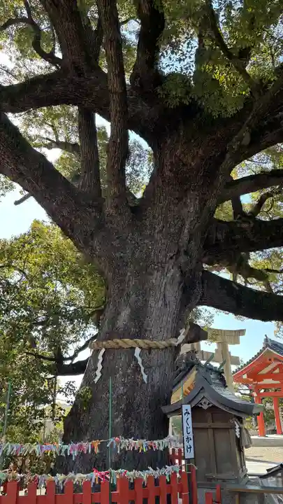 百舌鳥八幡宮(大阪府)
