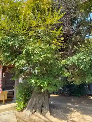 妙見神社の自然
