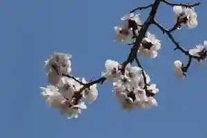 国宝 大法寺の自然(2021年03月29日(月) 17時29分31秒投稿)