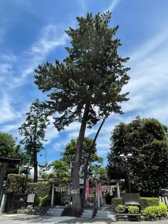 中野沼袋氷川神社の自然