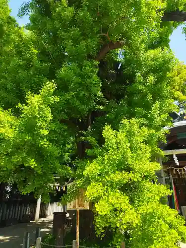 白山神社(大阪府)