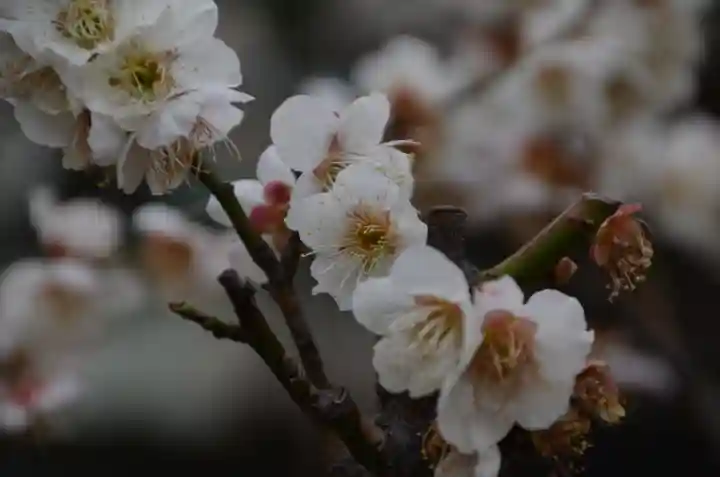 日枝神社の自然