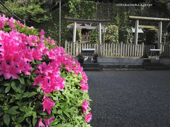 元町厳島神社の自然