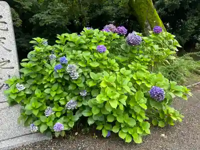 鷲宮神社(埼玉県)